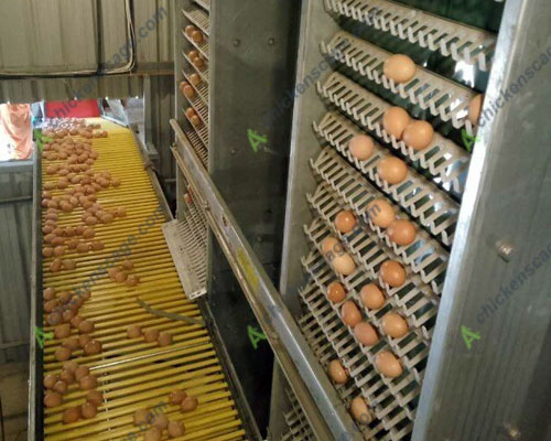 automatic egg collection machine operation