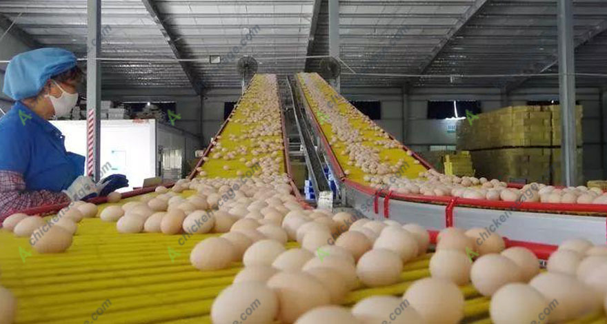 How To Choose The Most Suitable Egg Collection Machine?