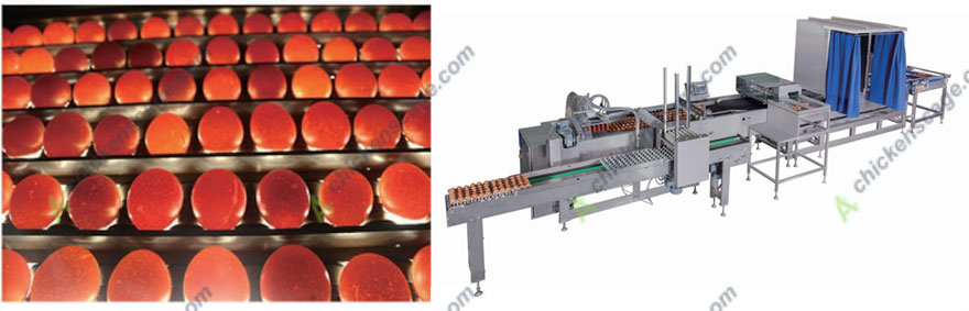 egg grading system for chicken farms