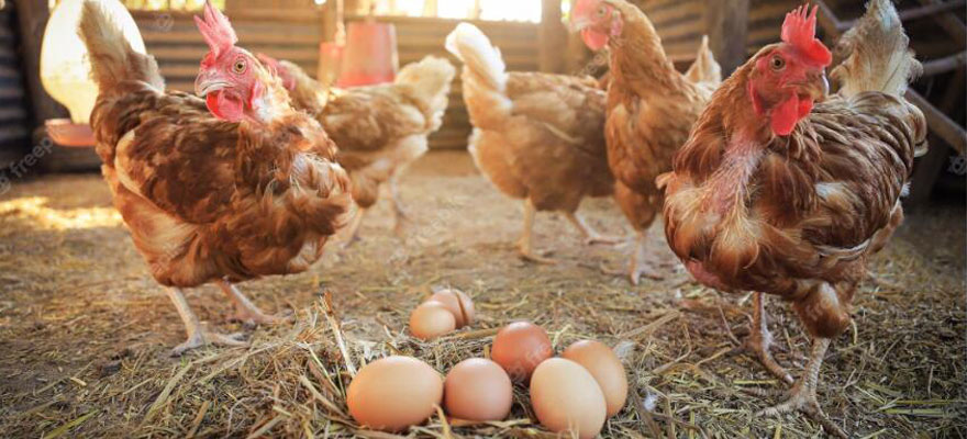 laying egg hens in South Africa Chicken Farming