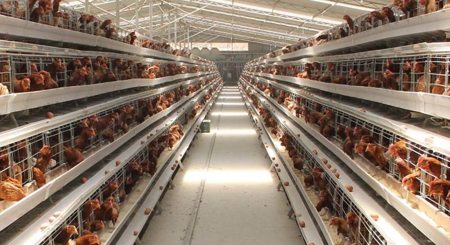 layers chicken cages for egg production