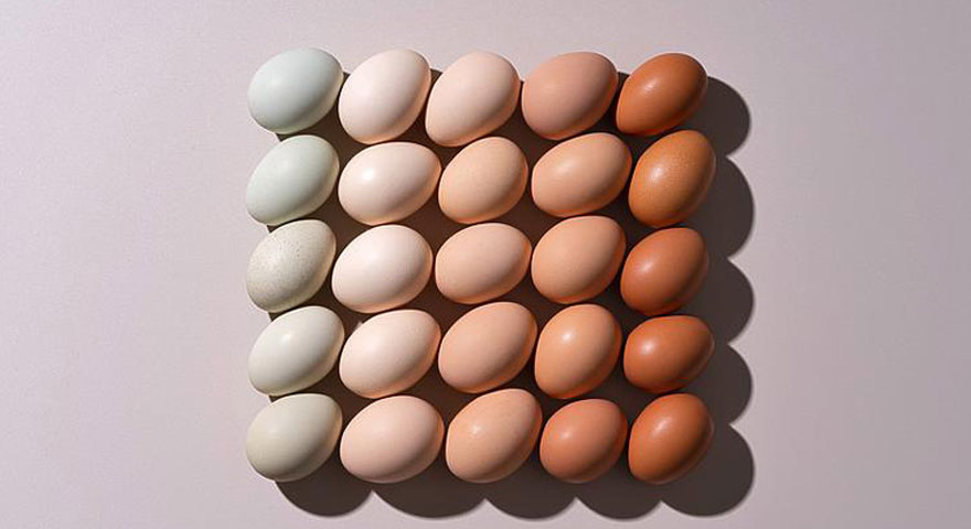 eggs produced by different chickens with different colors