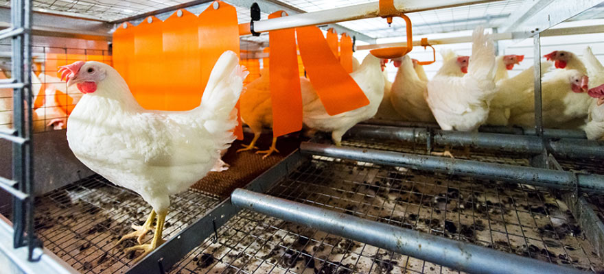 enriched chicken cages in Philippines