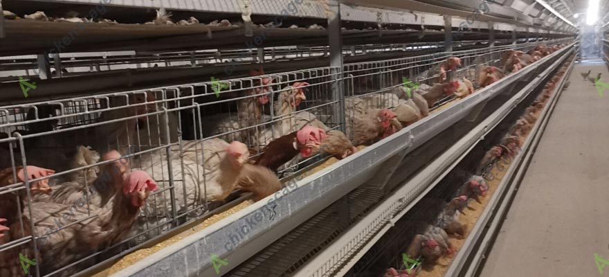 feeding and nutrition for chickens