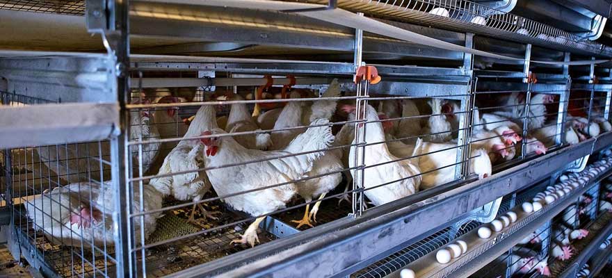 laying chickens in chicken cages
