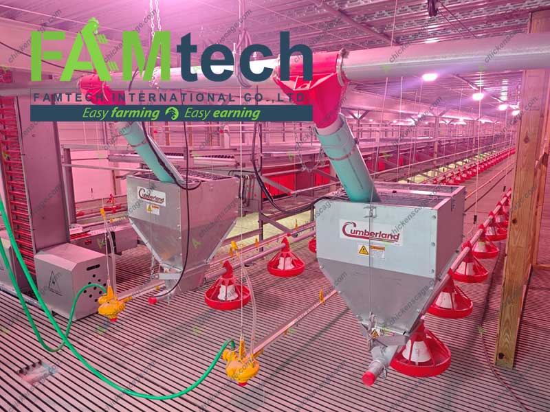 feeding lines in aviary system