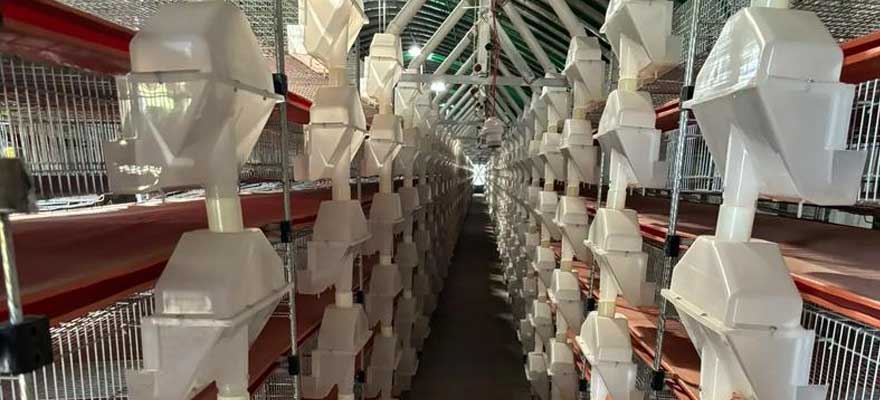 quail layer cage feeding system installation