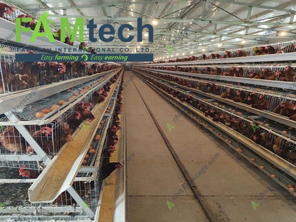 free design for 4 tier layer cage farm