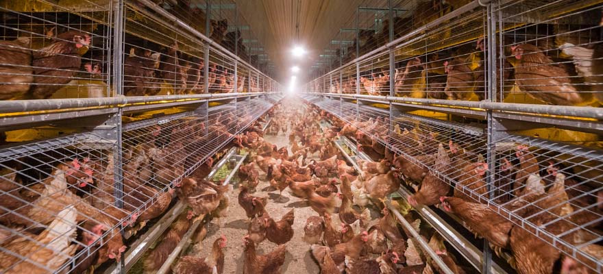 free range chicken cage in Philippines