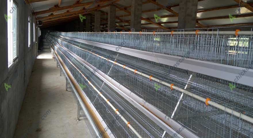 galvanized chicken cage efficiency