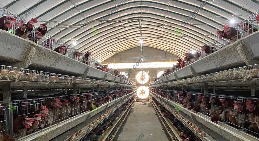 galvanized chicken cage supplier