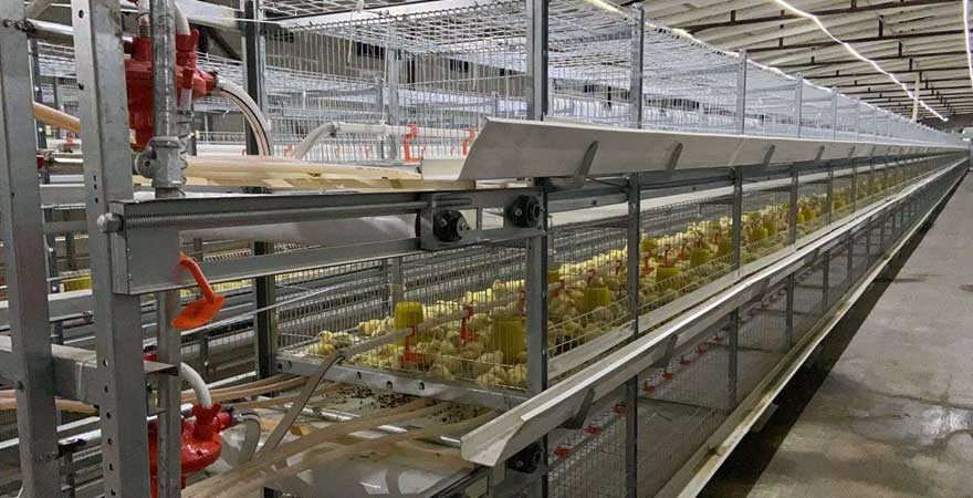 grouping chickens