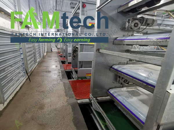 h type broiler cage manure removal