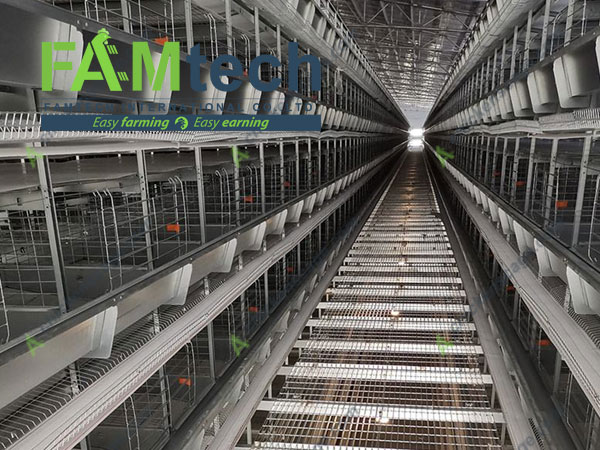 h type layer cage design details