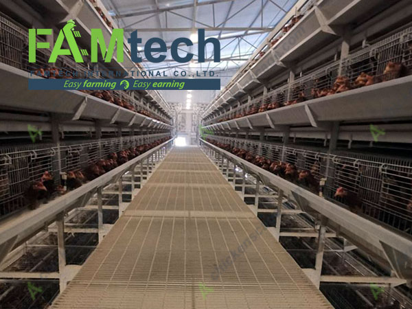 h type layer cage supplier