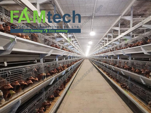  application of h type layer chicken cage