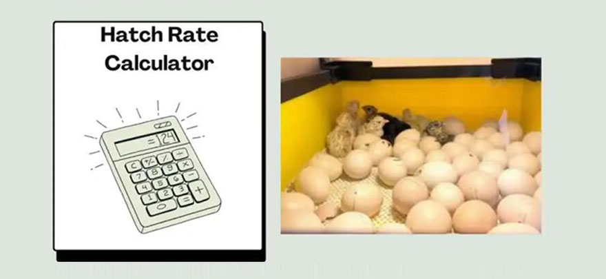 high hatching rate 2000 egg incubator