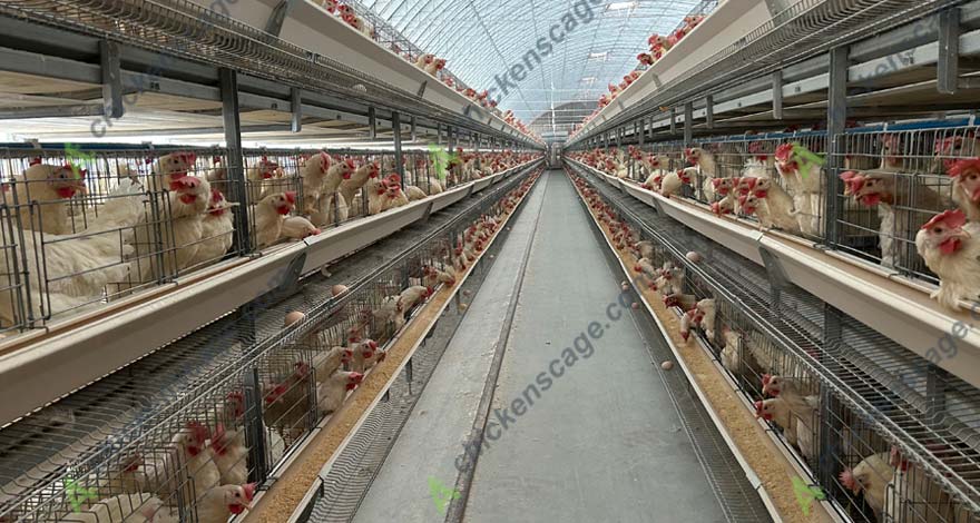 premium chicken layer cages for sale in Pretoria