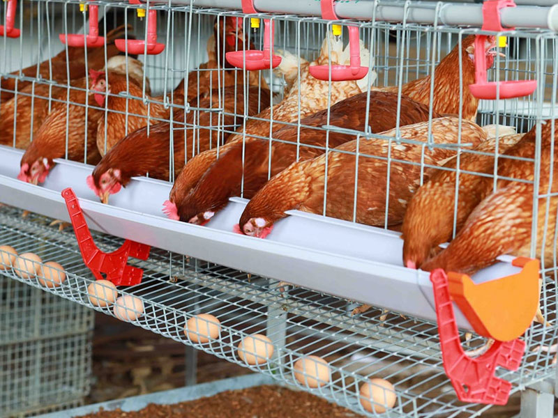 A type  chicken cage designed for BV 380 hens