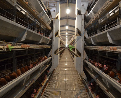 efficient chicken feeding by modern chicken cage system