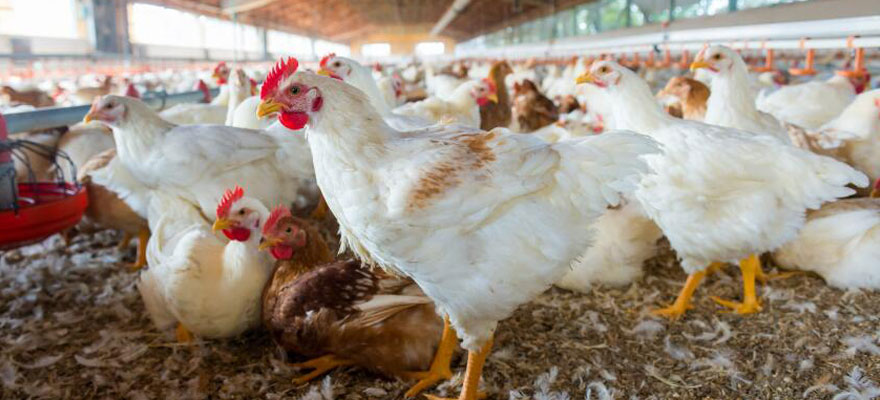 New Farmer's Guide to the Commercial Broiler Industry: Farm Types