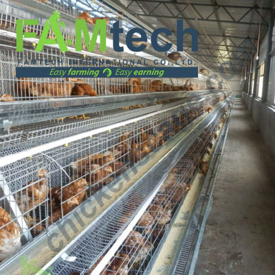 semi-open layer farming project