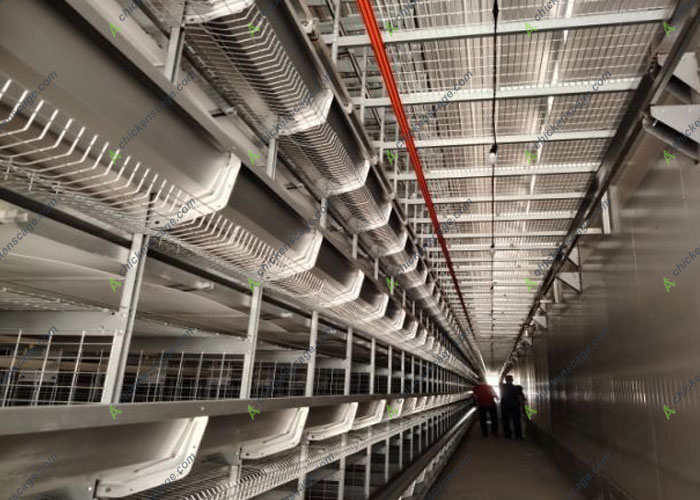 layer house design for 100000 birds