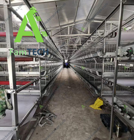 30000 laying farm deign