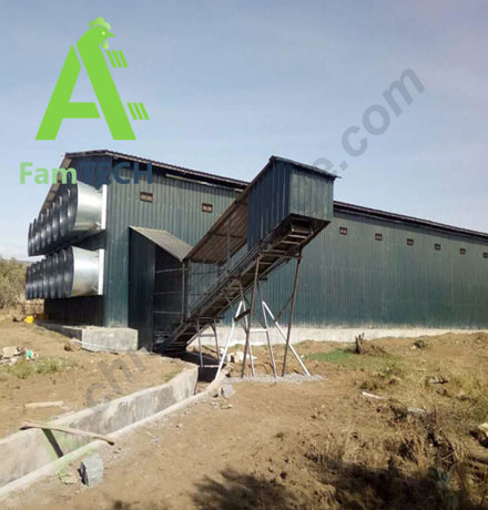 layer poultry house design for 50000 birds