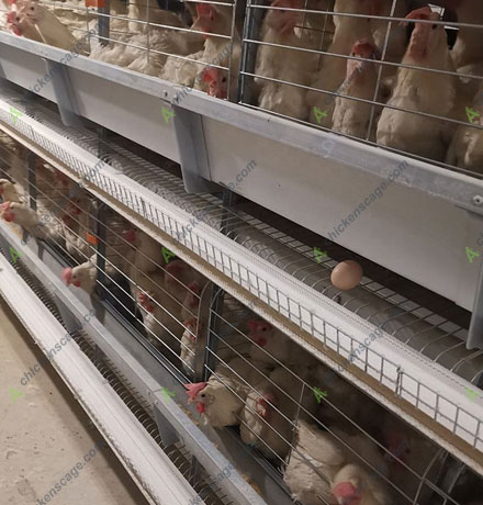 healthy chicken in layer cages