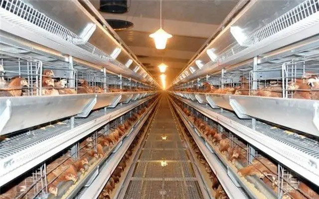 light control for laying hens in closed chicken house