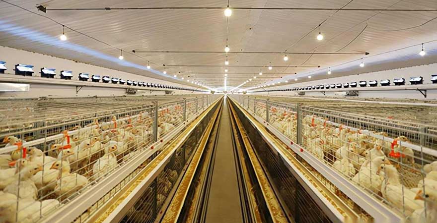 light control of broiler breeding