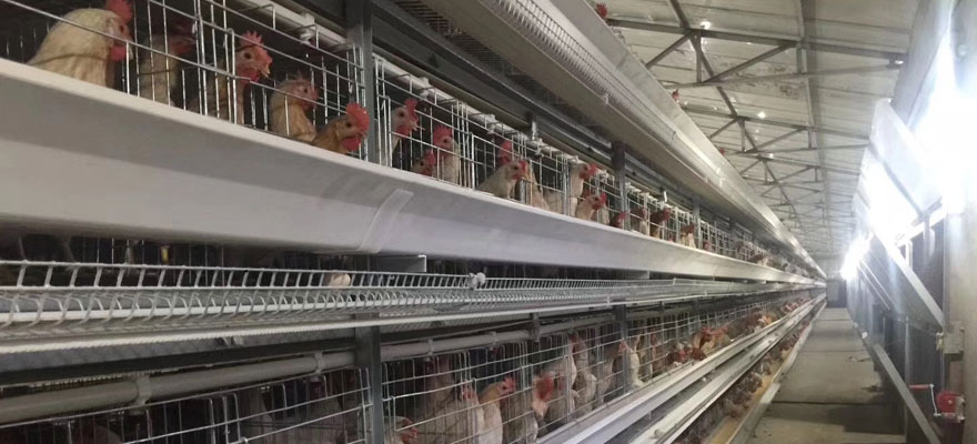 ventilation and lighting of cage for laying chicken