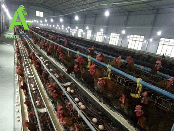lighting system for layer poultry farms