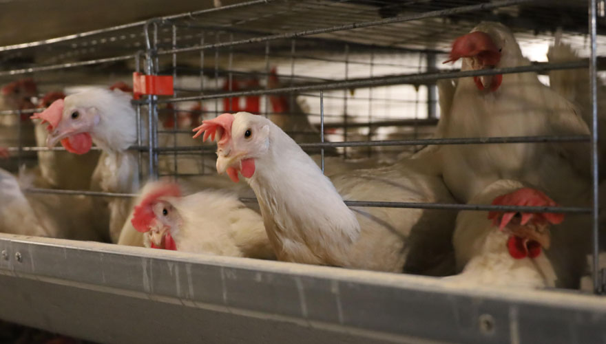provide good environment to prevent chicken pecking