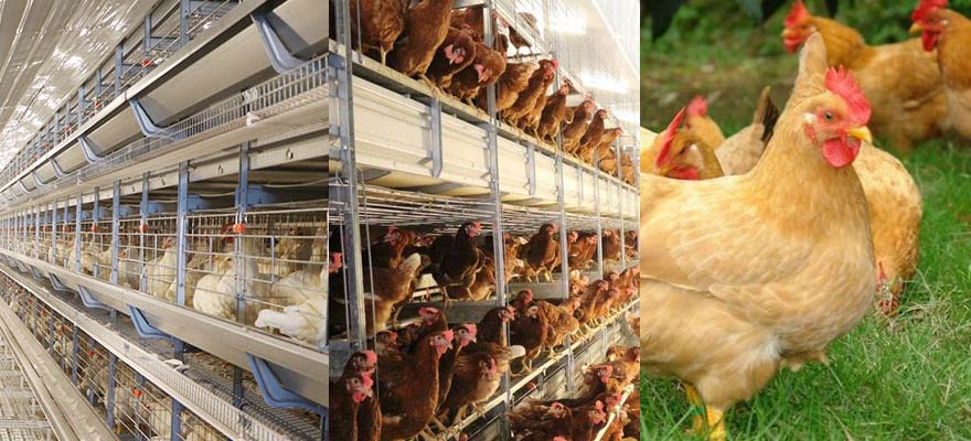 aviary system and other chicken farming systems