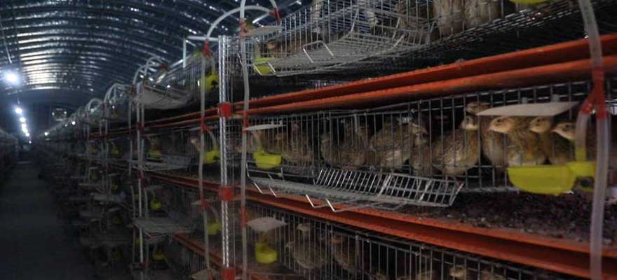 manure collecting system for stackable quail cages