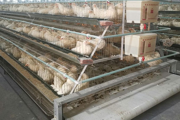 poultry manure conveyor belt