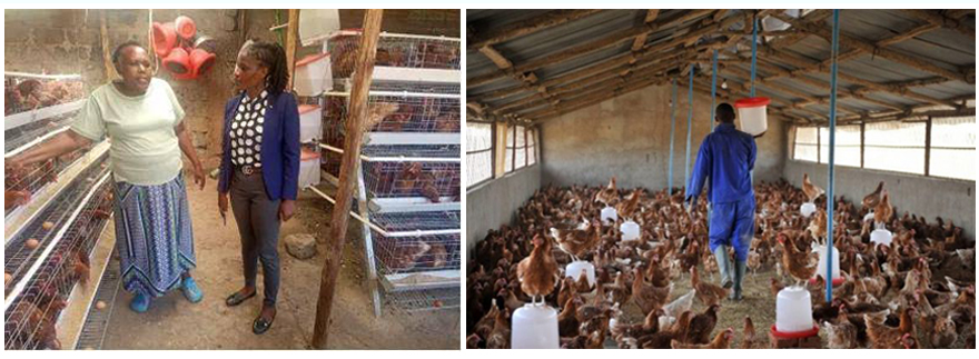 chicken farms in Kenya