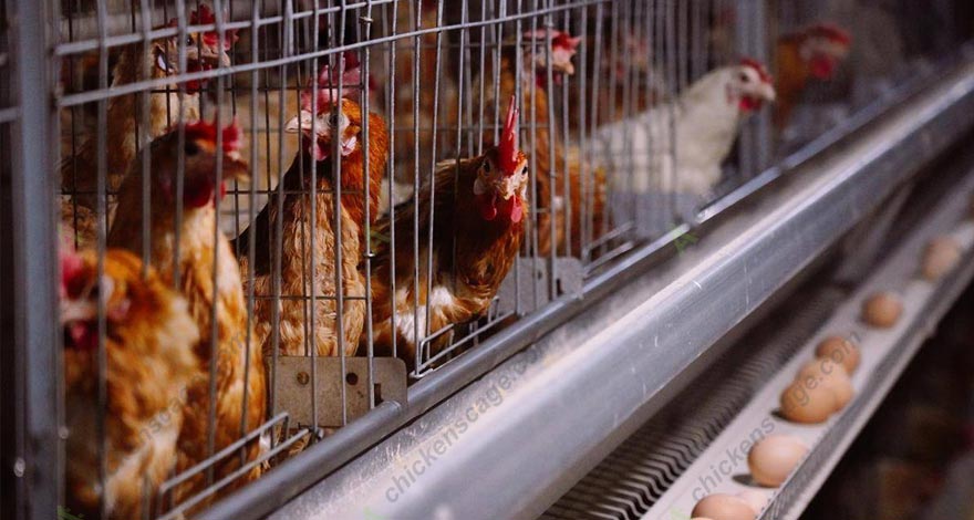 modern chicken cage supplier