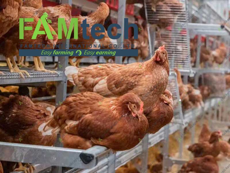 multi-tier aviary housing