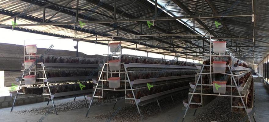 open house battery cage system in Africa