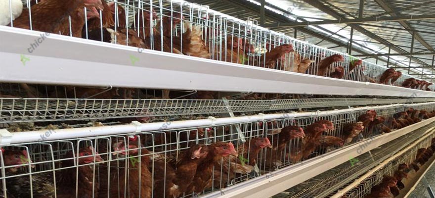 features of open house battery cage system