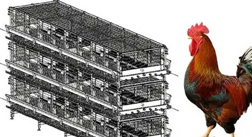 performance indicators of chicken breeding cage farm