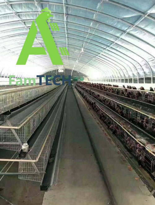 5000 layer poultry house project 
