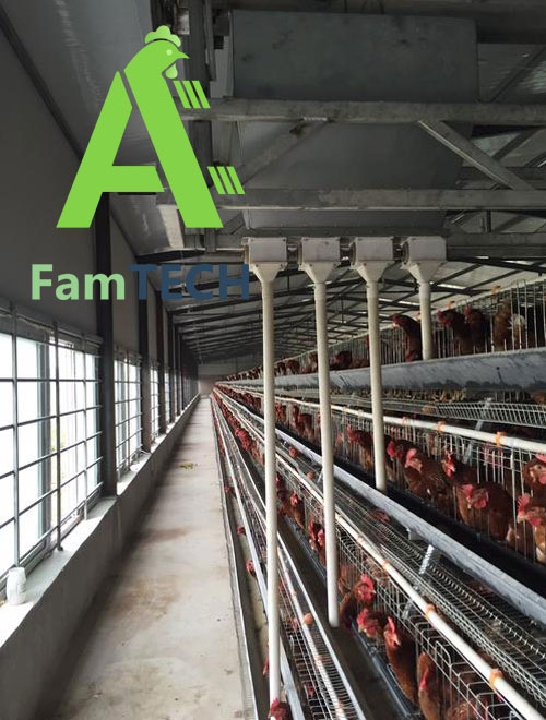 5000 layer poultry farm design 