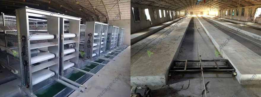 poultry manure belt system vs scraper system