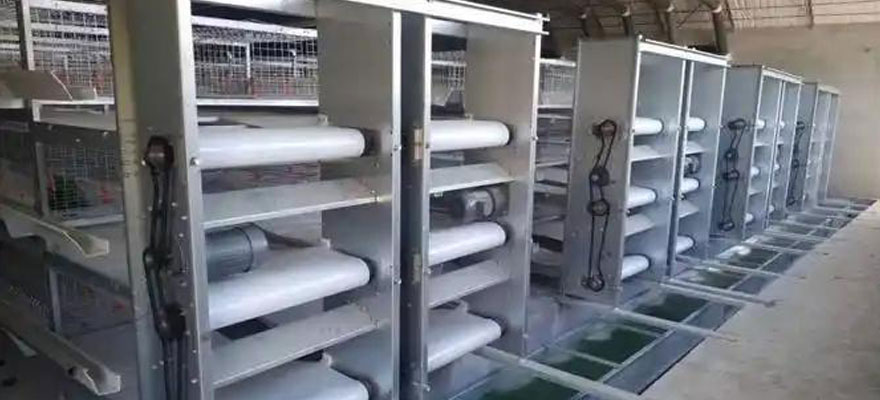 poultry manure removal system supplier