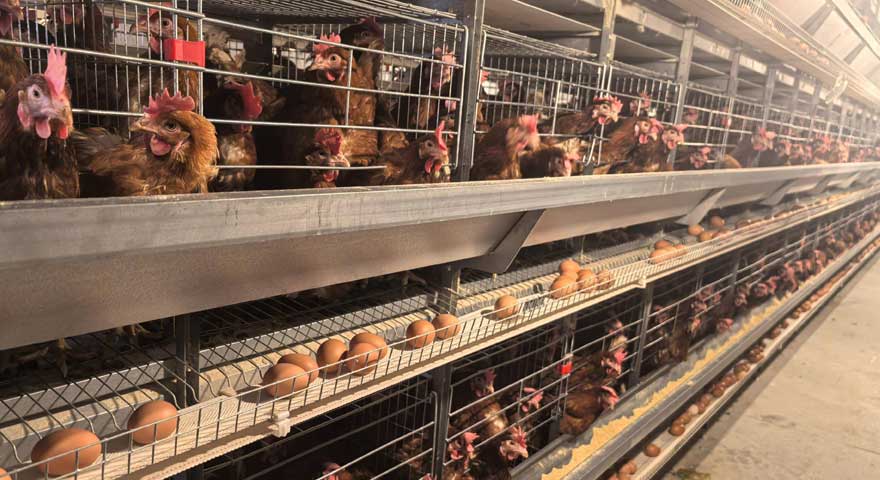 preventing and controlling pecking