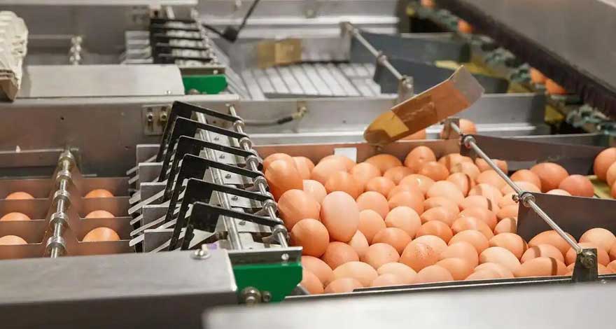 Factors Affecting The Price Of Egg Grading Machine